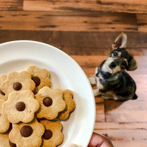 small dog staring at plate of peanut butter carob chip cookies
