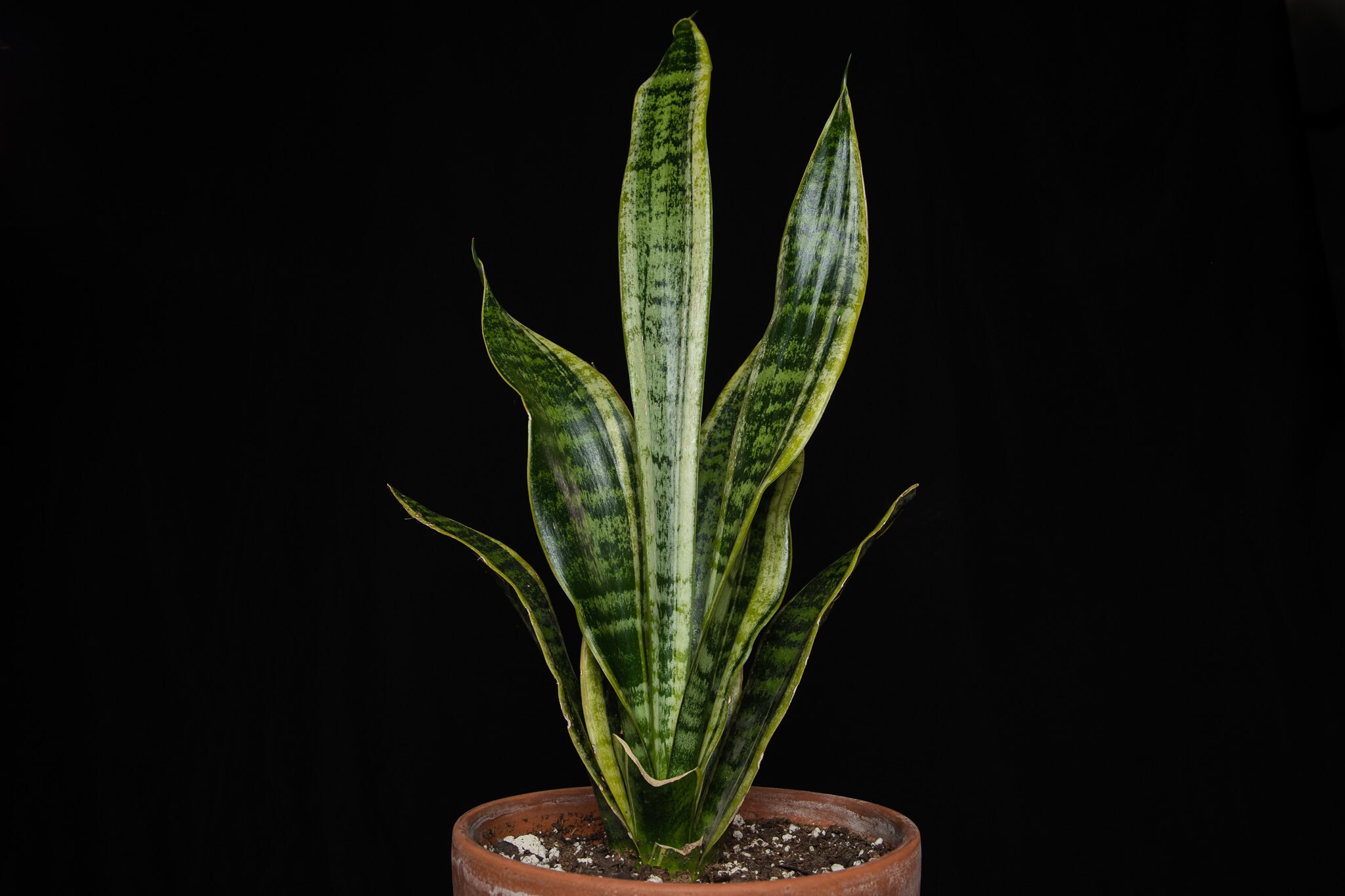 Snake Plant Sansevieria produces oxygen at night while removing formaldehyde, xylene, toluene from the environment.