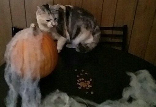 Crafts4Cats