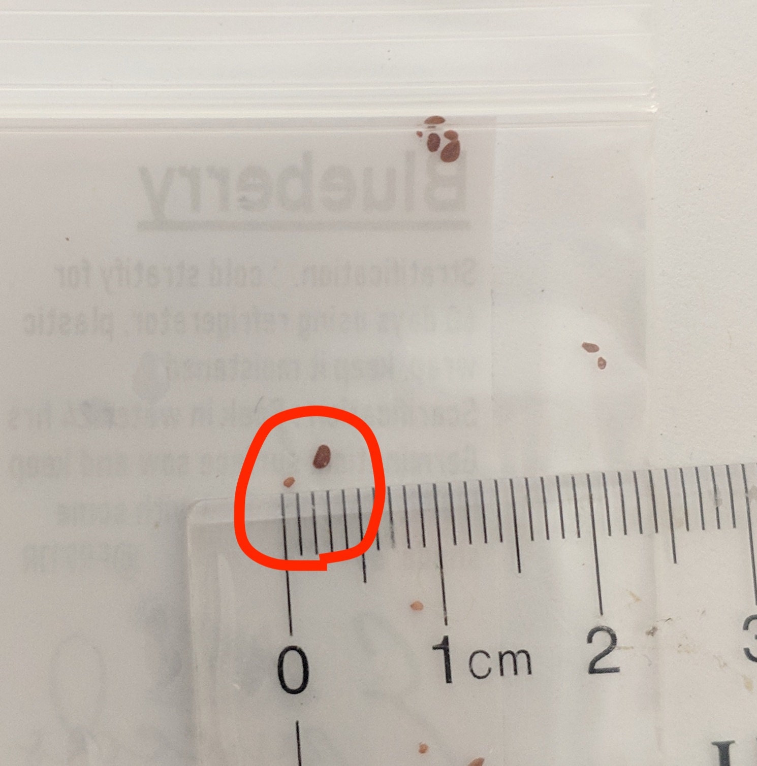 Blueberry: about 1mm in width and length