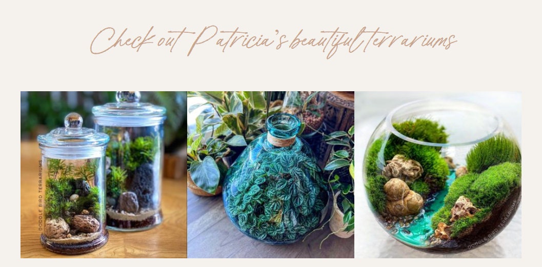 Terrariums by Patricia Buzo