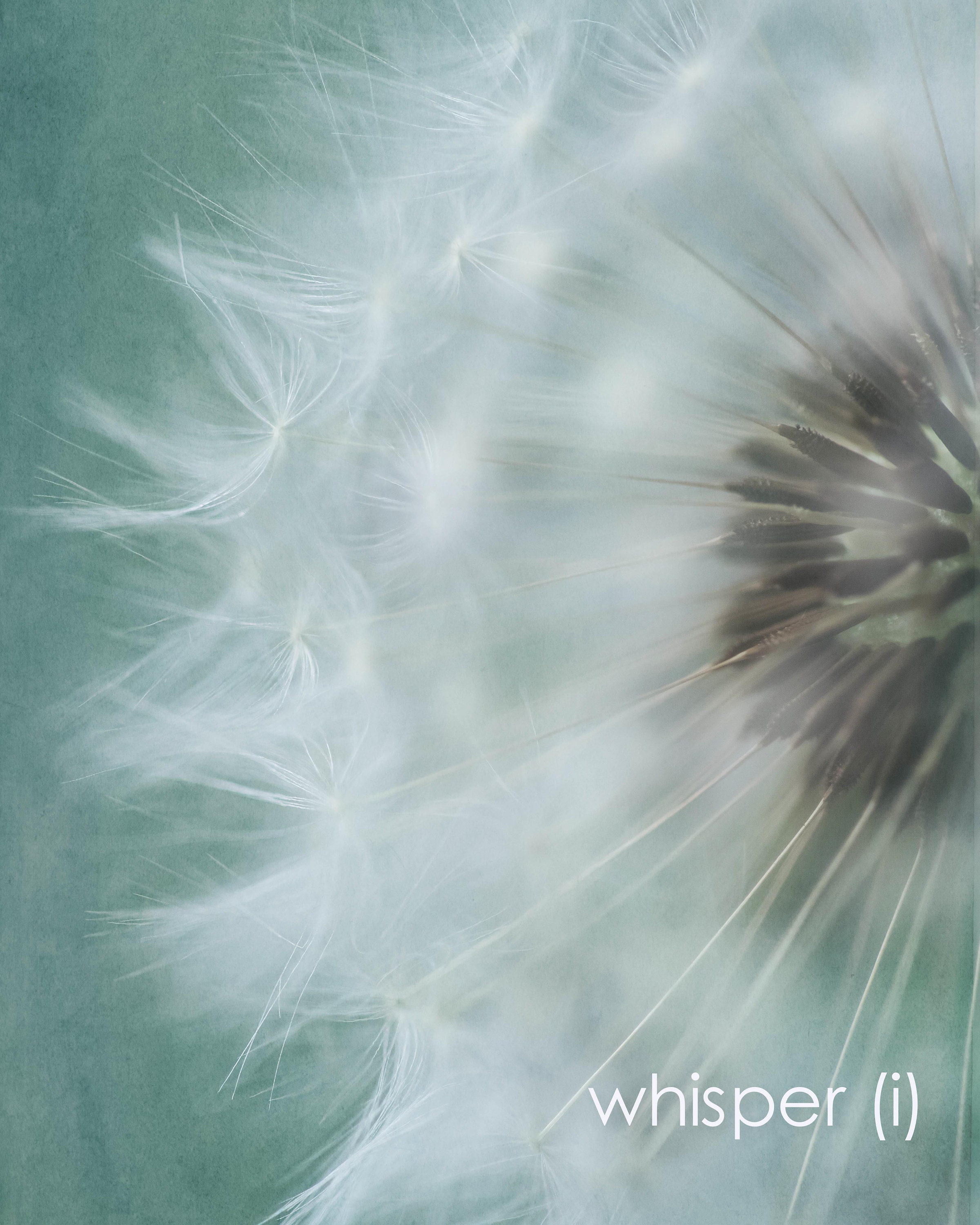 Whisper dandelion fine art image selected by Affordable Art Fair in the Christmas Market.