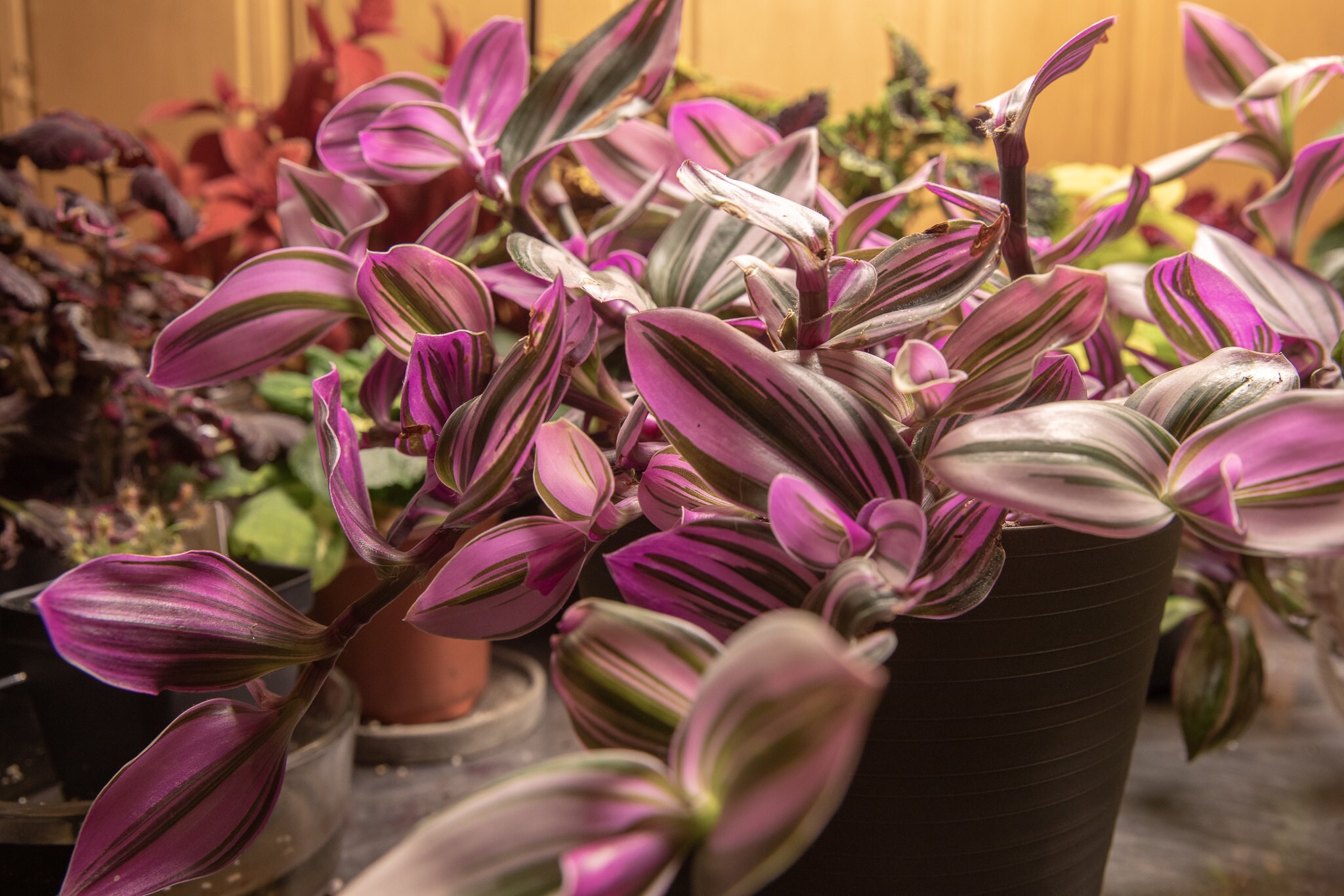 Tradescantia Nanouk