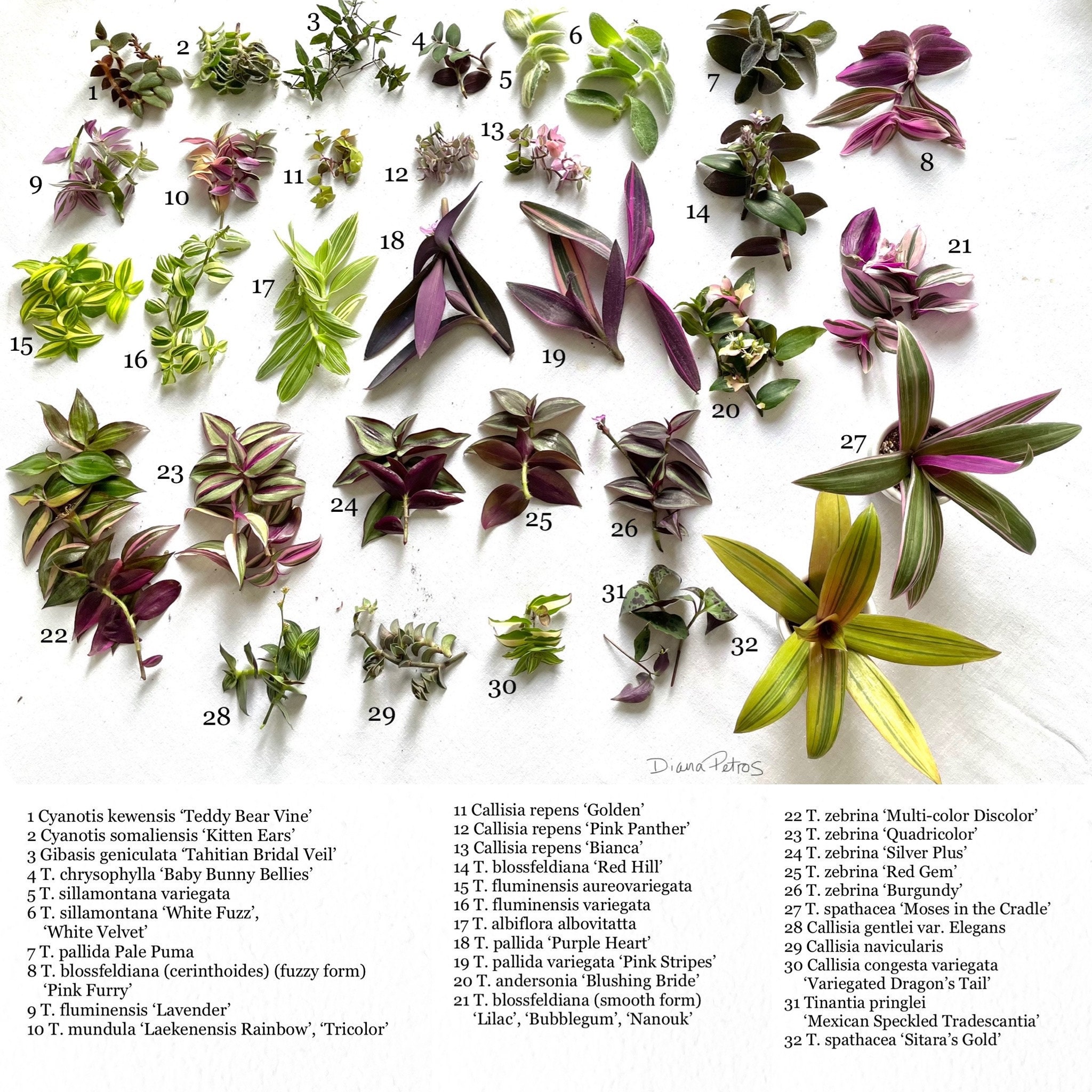 Purple 3 Rooted Alive Stems of Tradescantia Zebrina/ Wandering Jew/ Spiderwort 