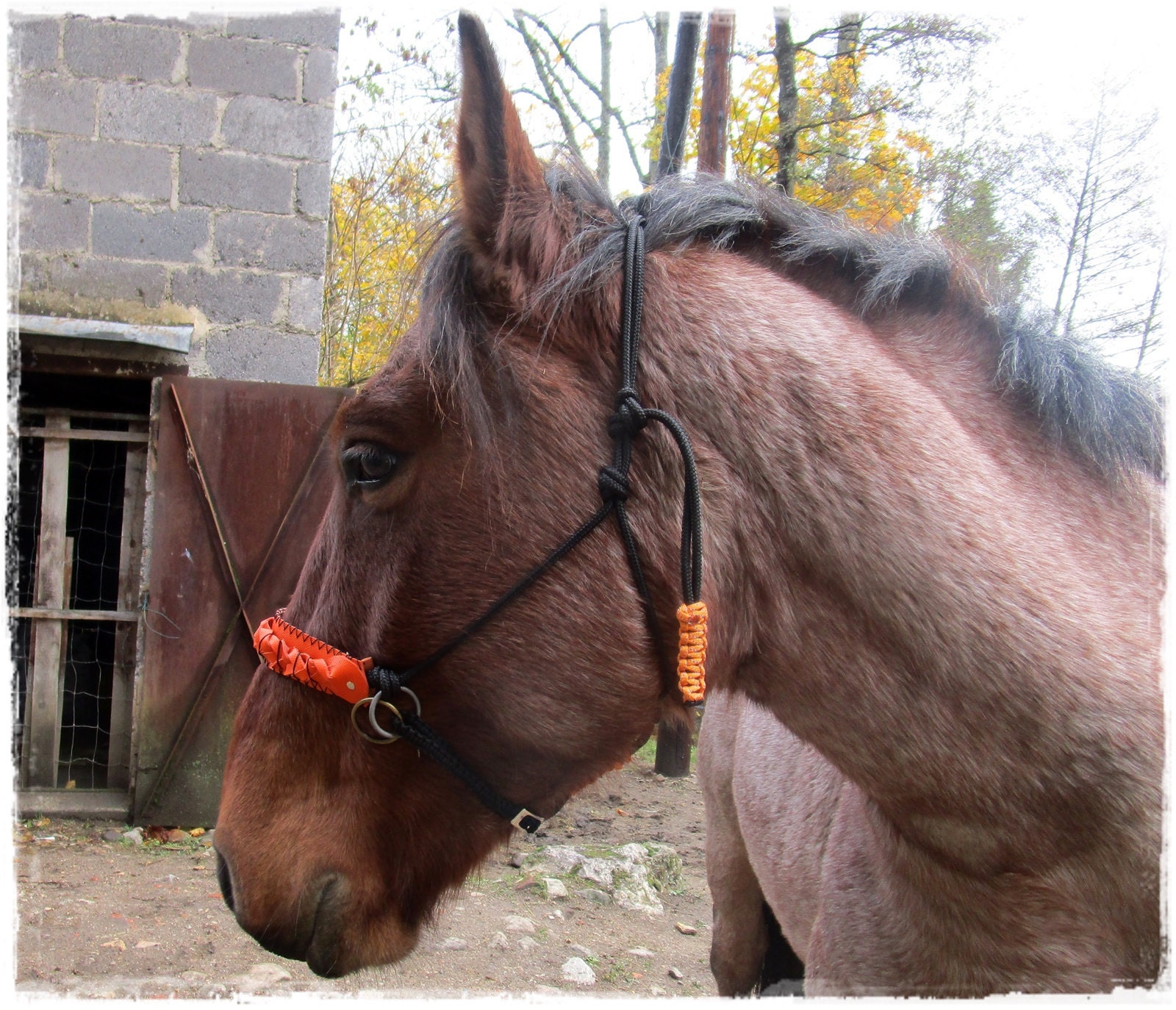 rope halter, cross-rope halter, halter bridle - licol éthologique, licol corde