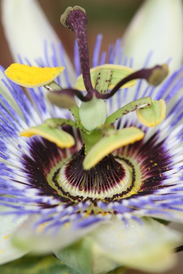 close up passion flower