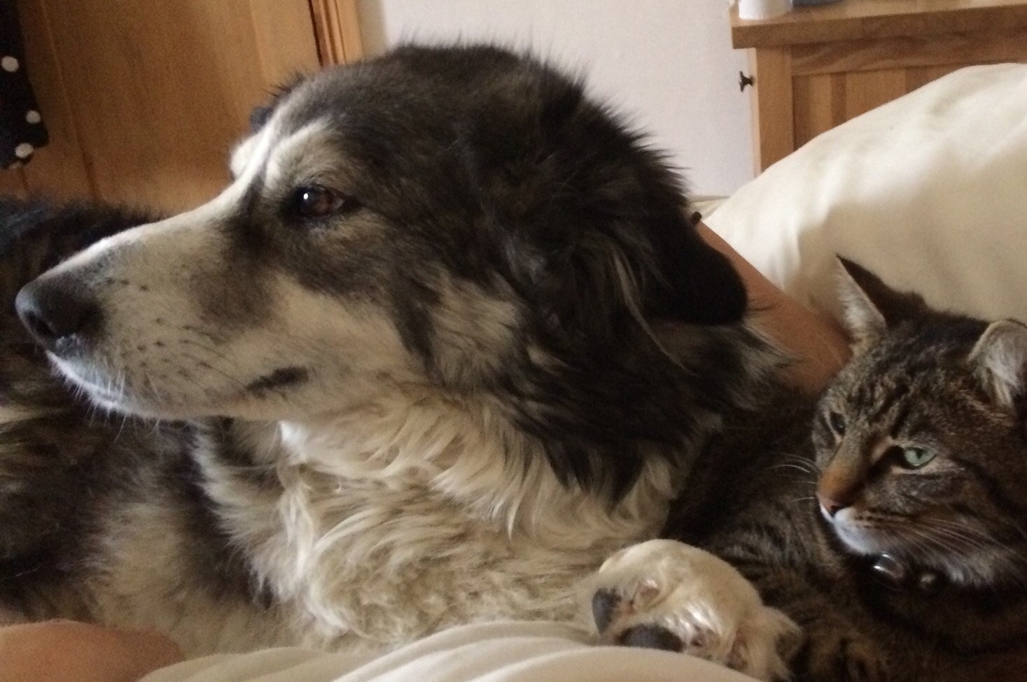 Shap - Alaskan malamute x collie - and the cats