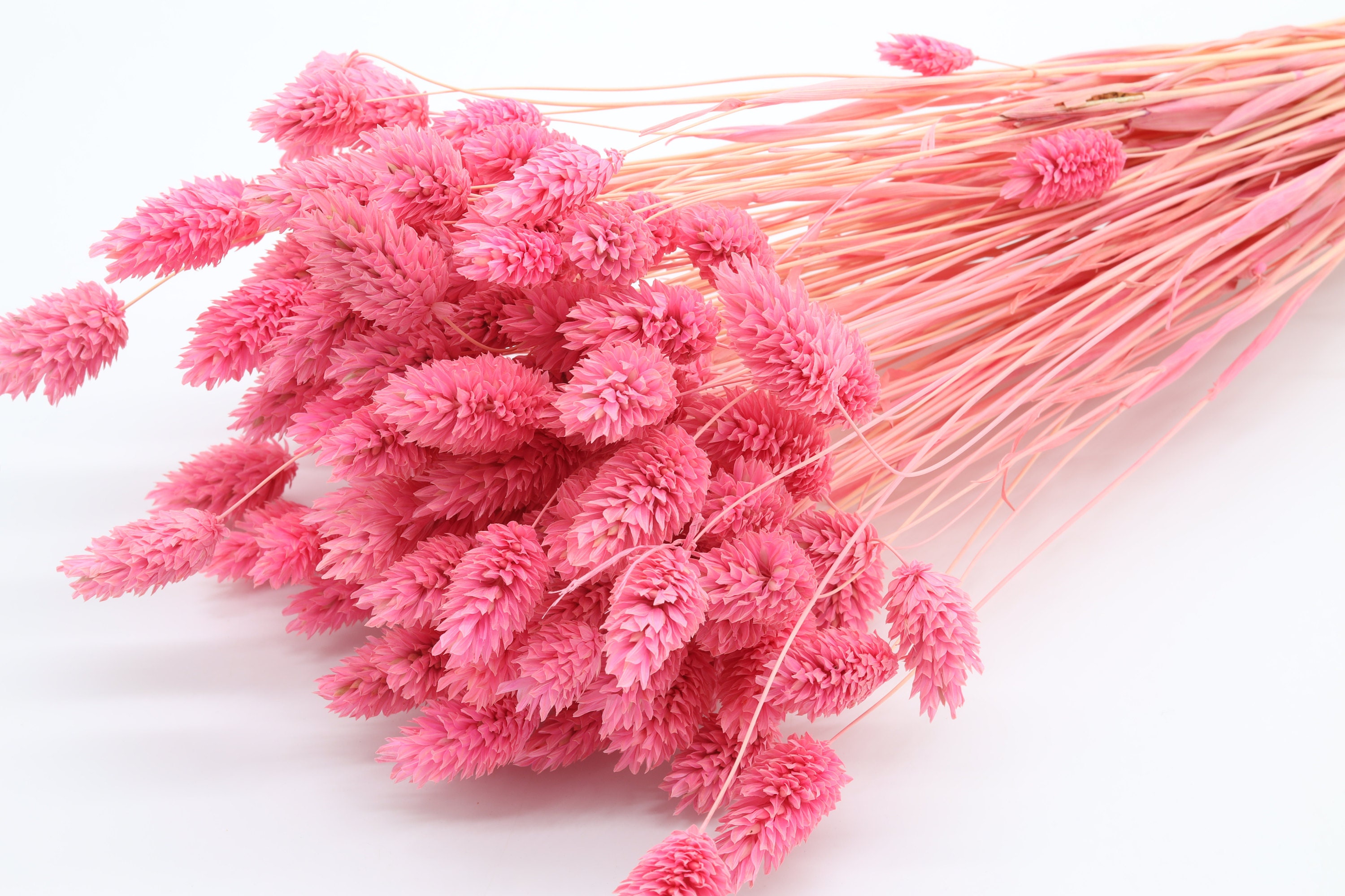 Close-up view of pink Phalaris dried flowers, showcasing their vibrant hue and delicate texture, ideal for adding a pop of color to floral arrangements and DIY projects.