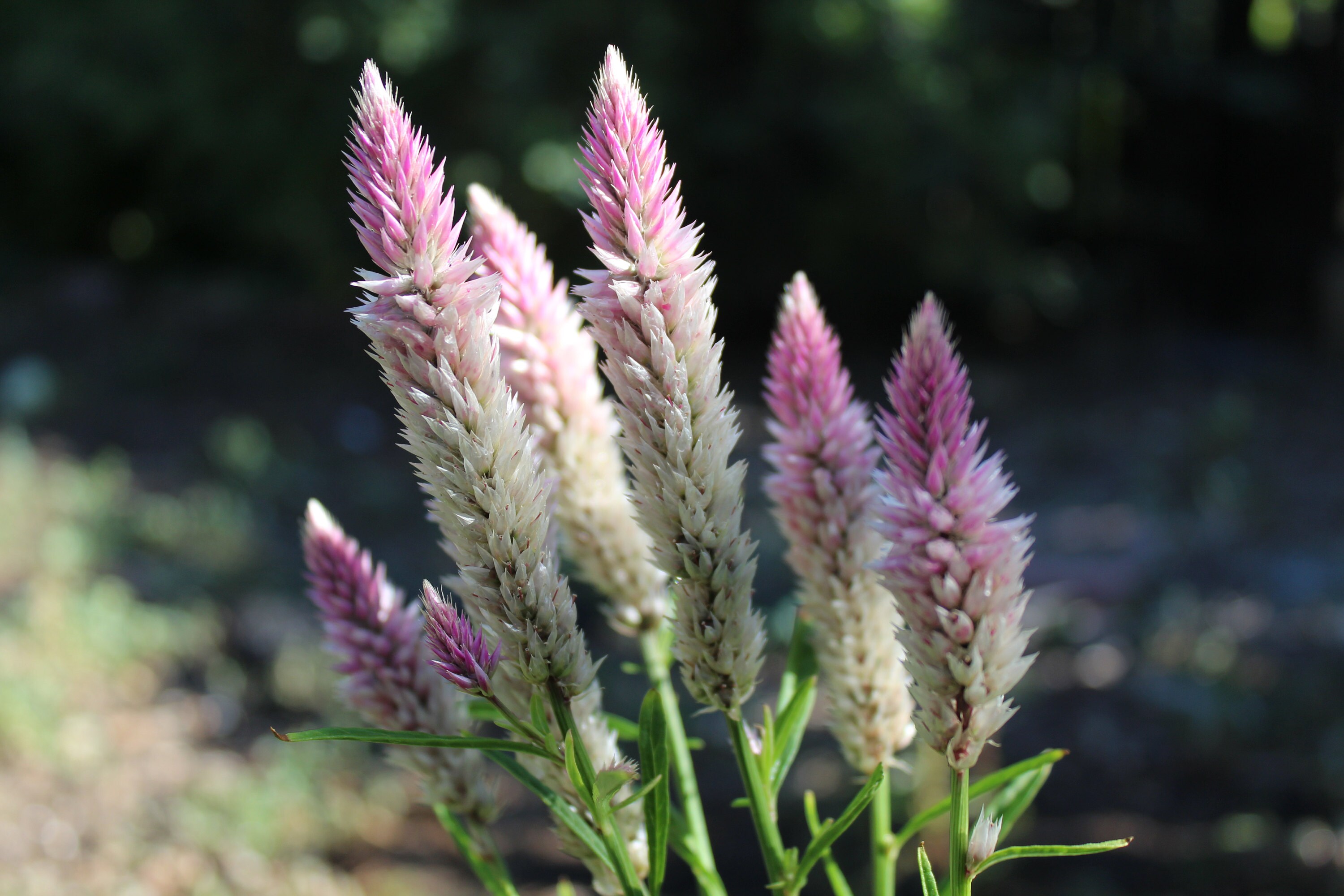 Garden flowers