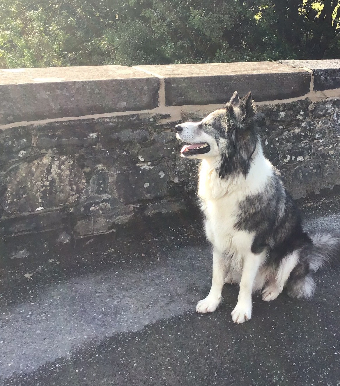 Shap - Alaskan malamute x Collie - on the bridge