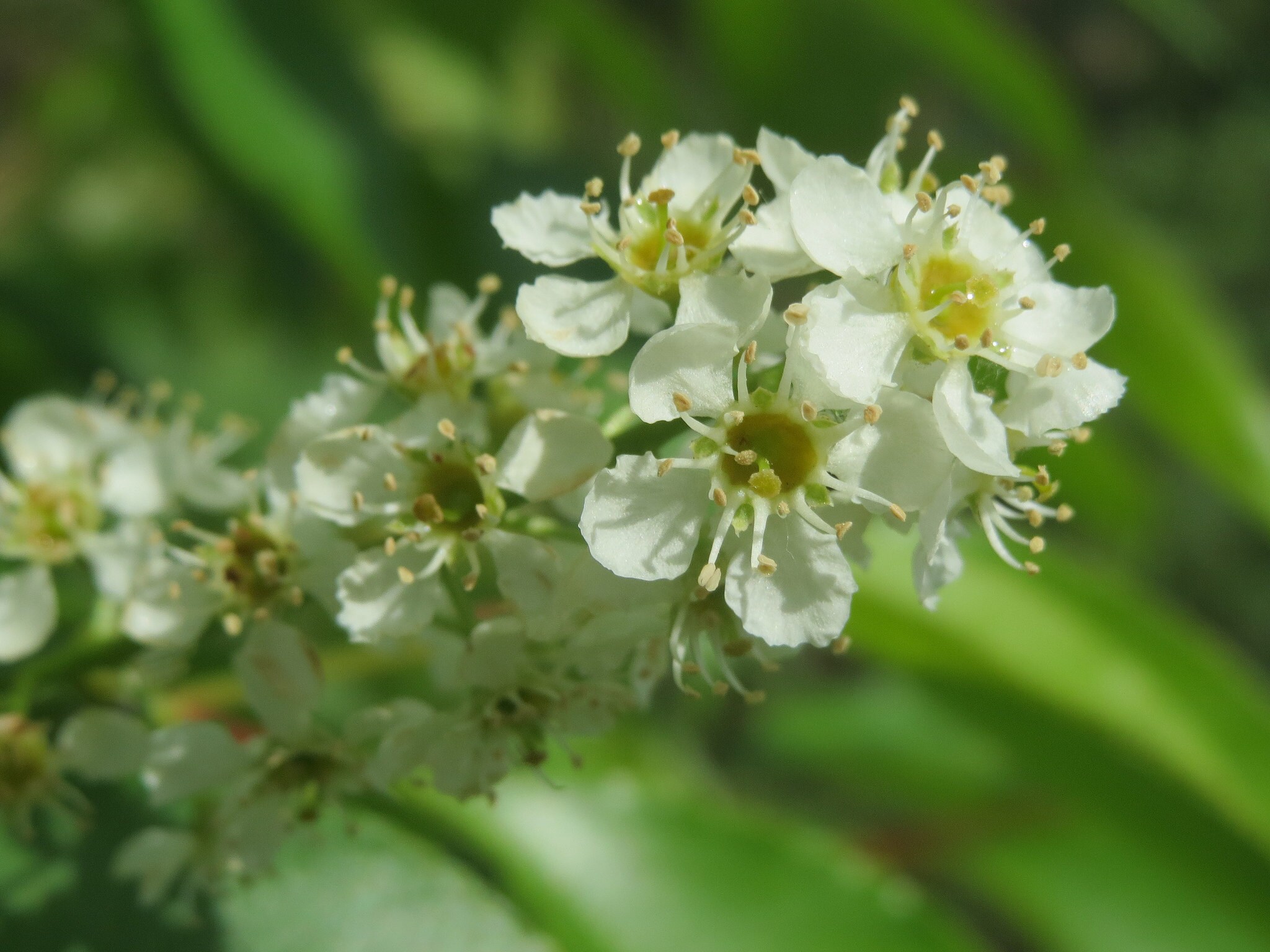 Wild Cherry Bark