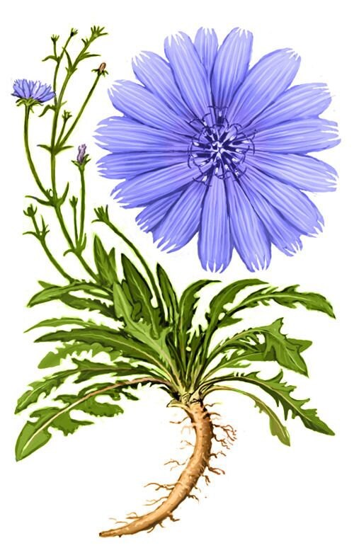 Chicory Root