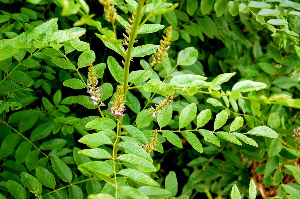 Licorice Root