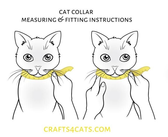 how to measure cat neck for collar visual guide