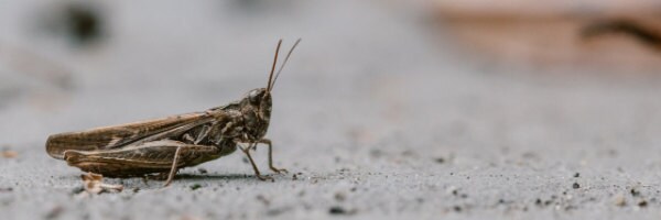 cricket on white background