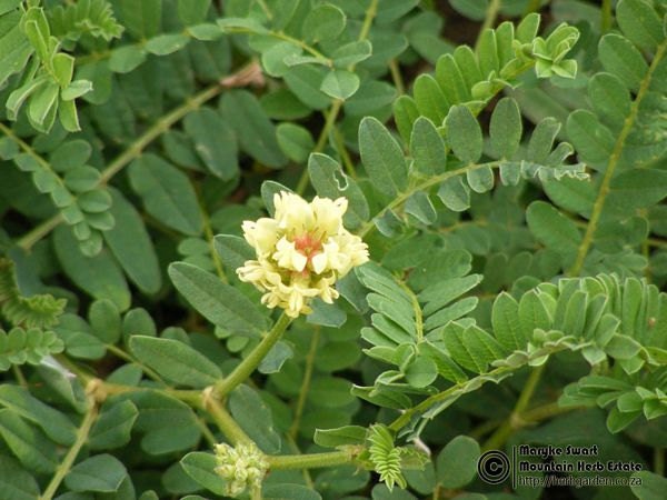 Astragalus Flower Single
