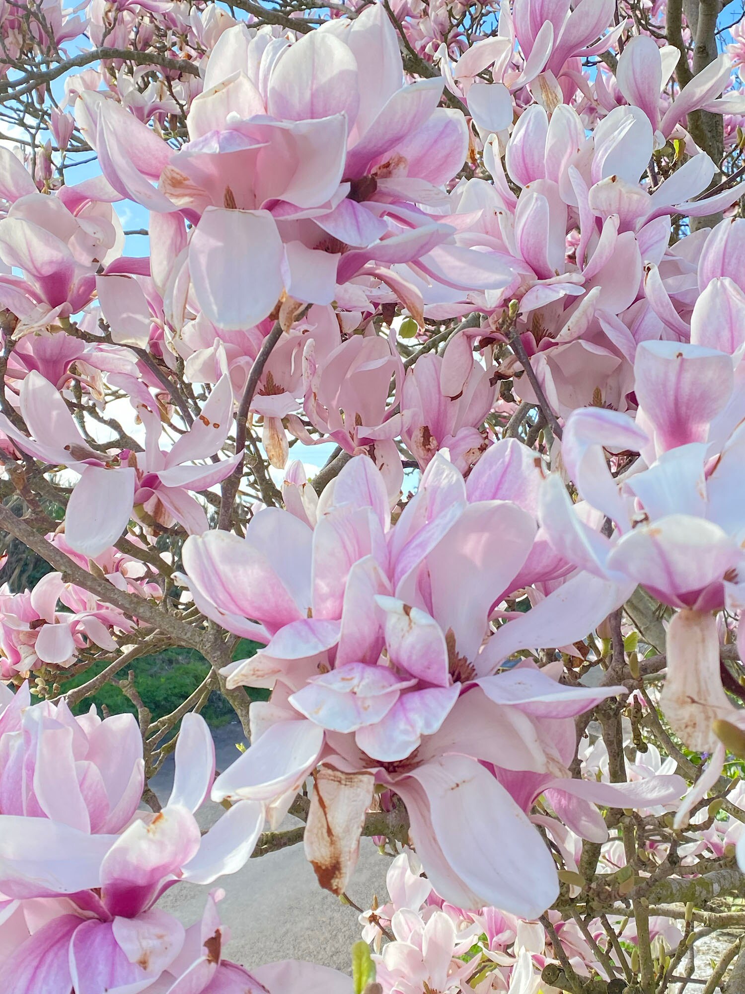 Magnolia Blossom