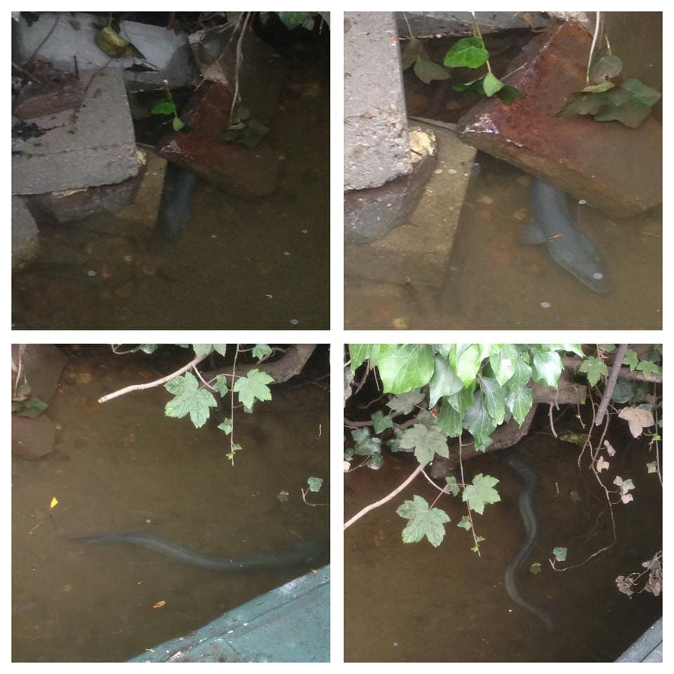 Eels by the boat.
