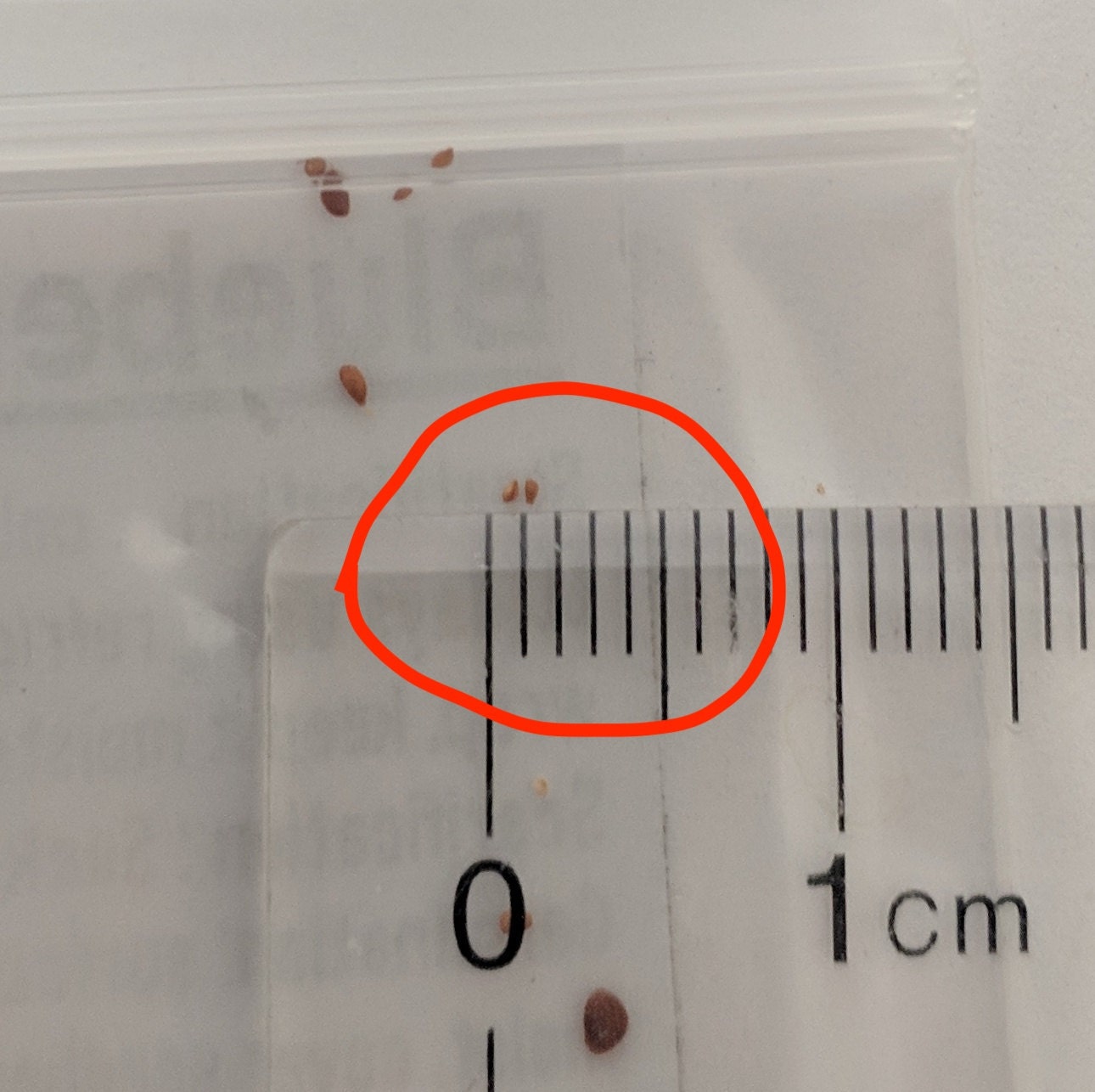 blueberry size: as small as 0.5mm(smaller than 1/32 inch)