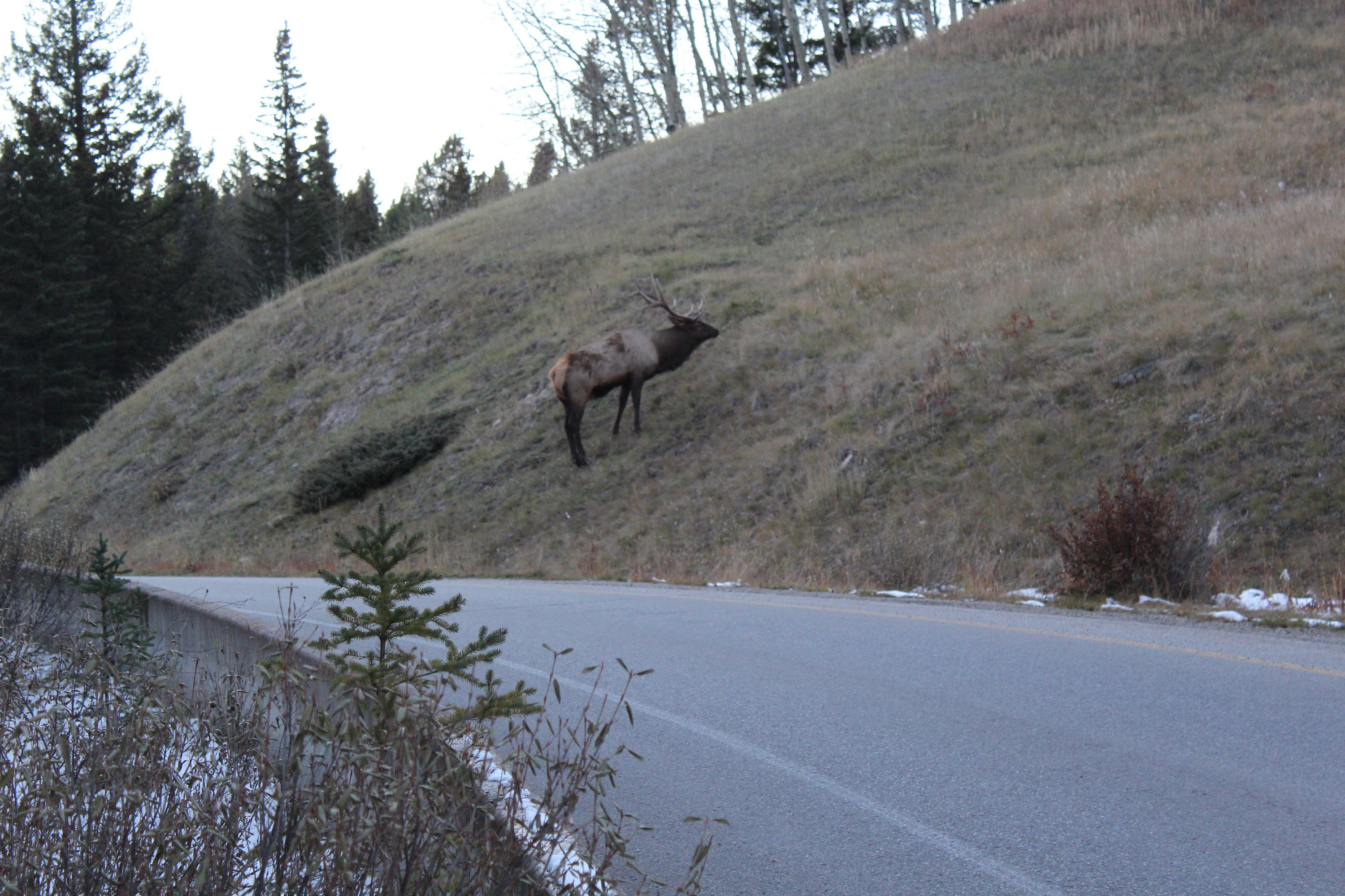 Big Elk in Banff