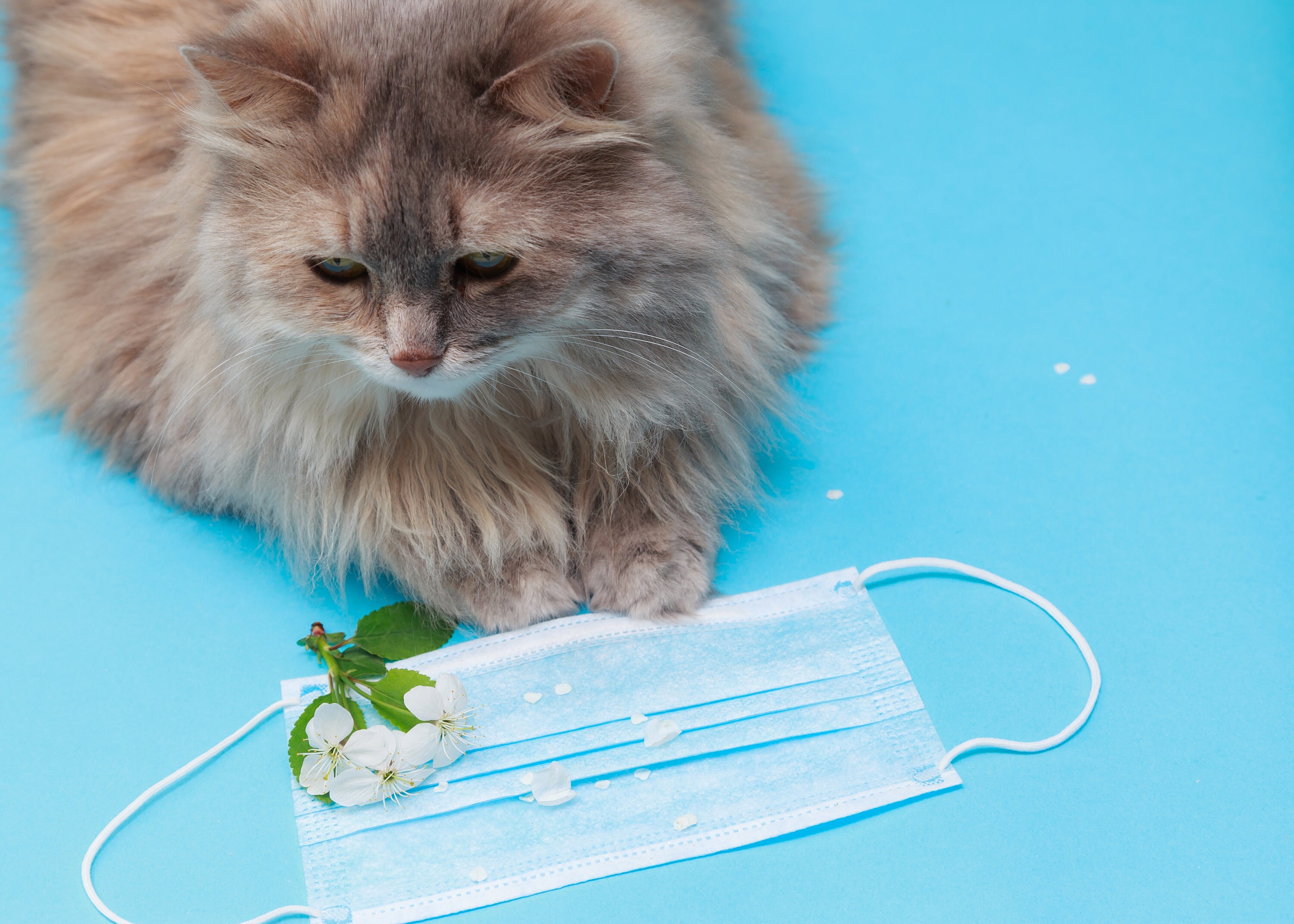 cat coronavirus tips