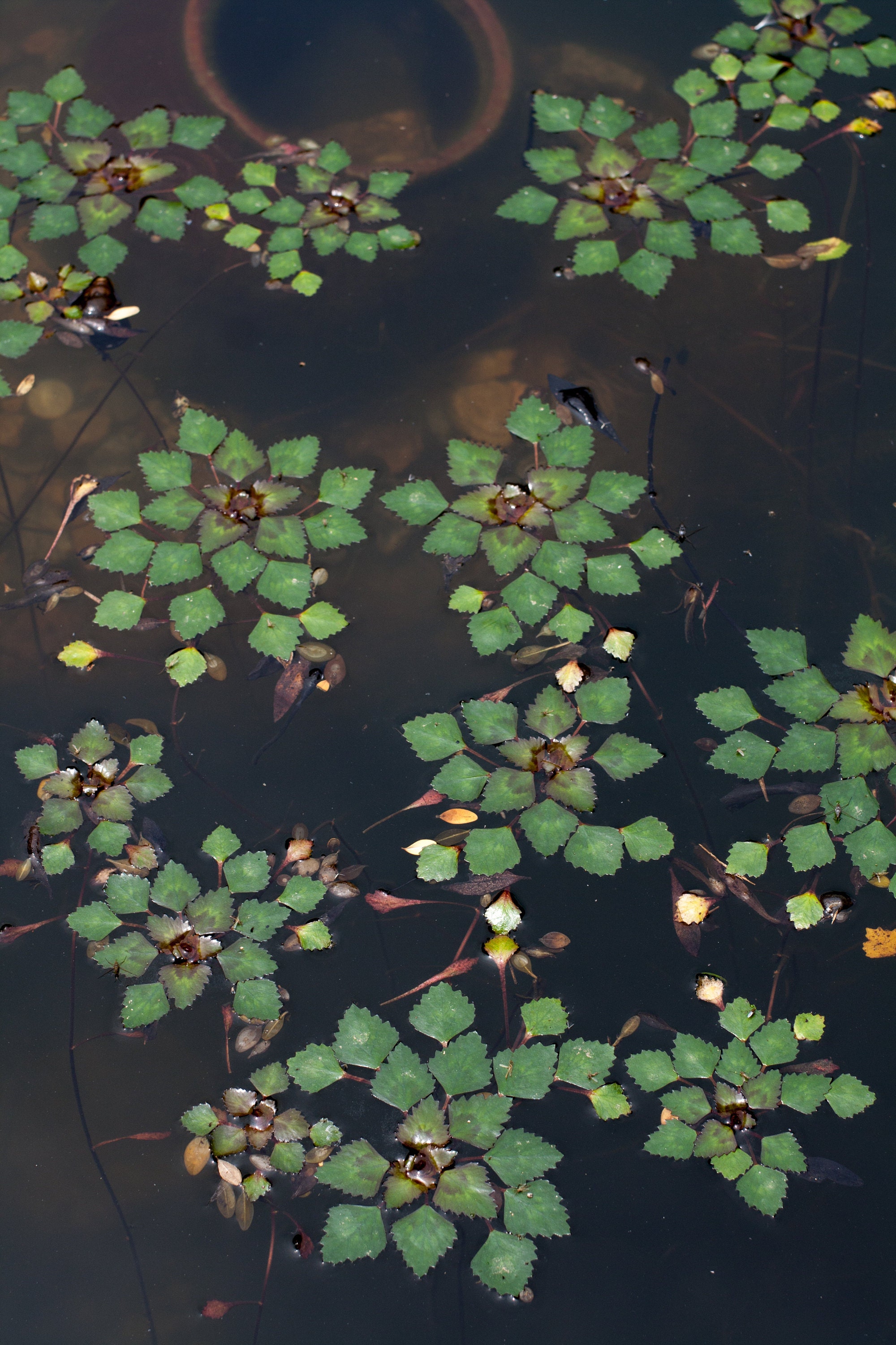 Trapa japonica plants in water, with spacing between them, revealing a unique, geometric shape that resembles a flower.