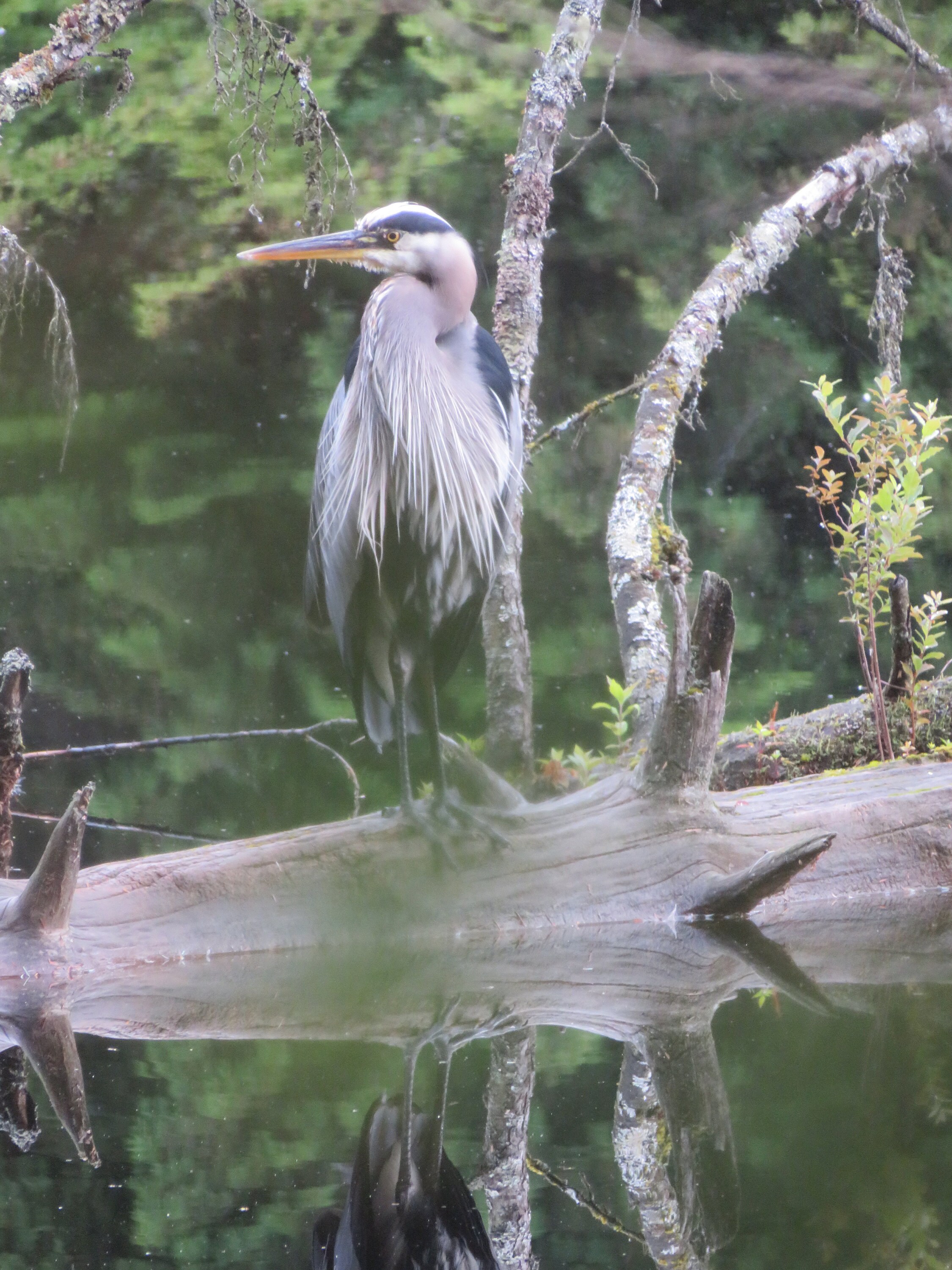 Photo of heron by hubby for cover of Le fleuve sans bouche