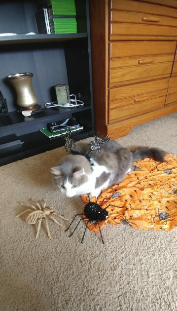 Crafts4Cats