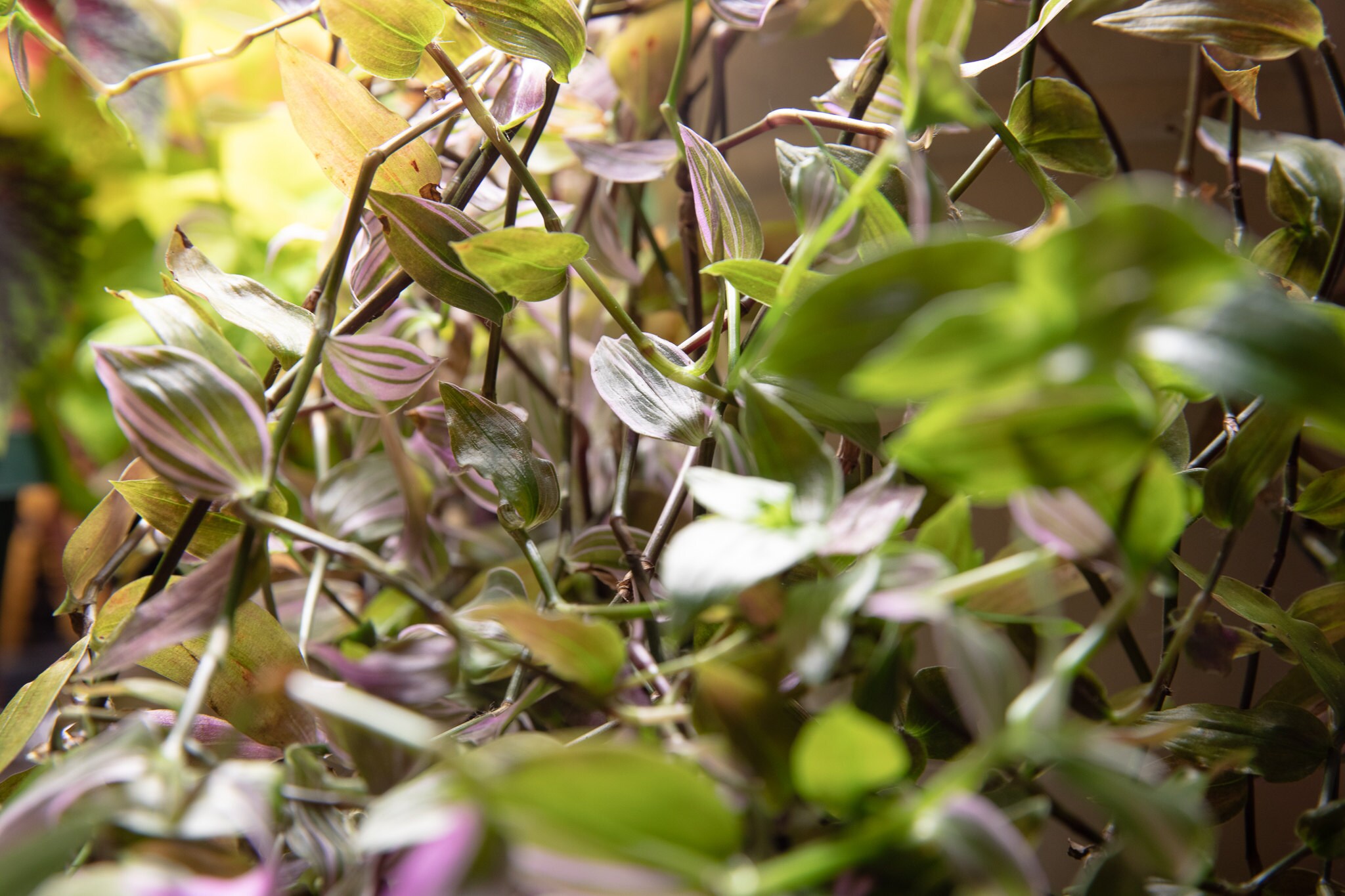 Tradescantia Fluminensis Lilac