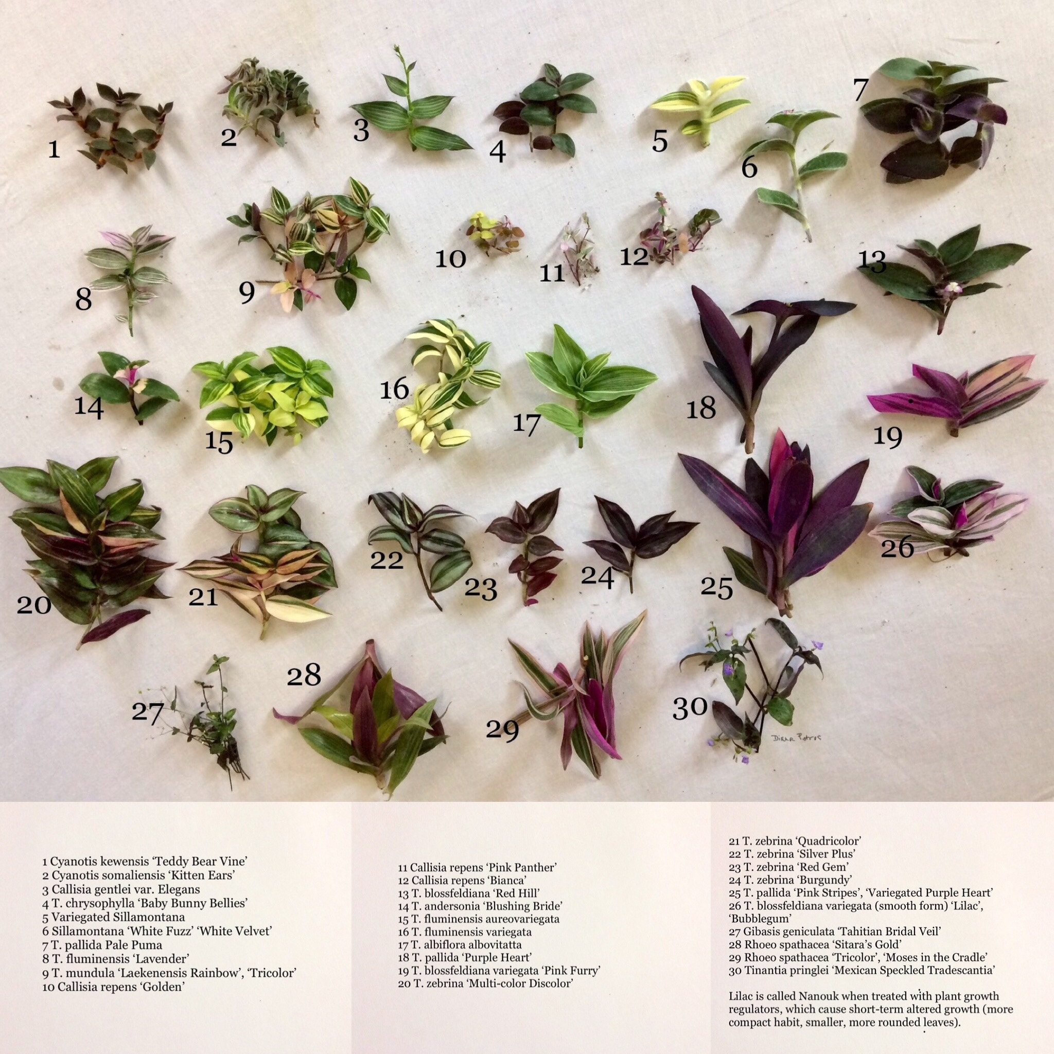 Which Variety Do I Have? ~ Tradescantia Care and Identification