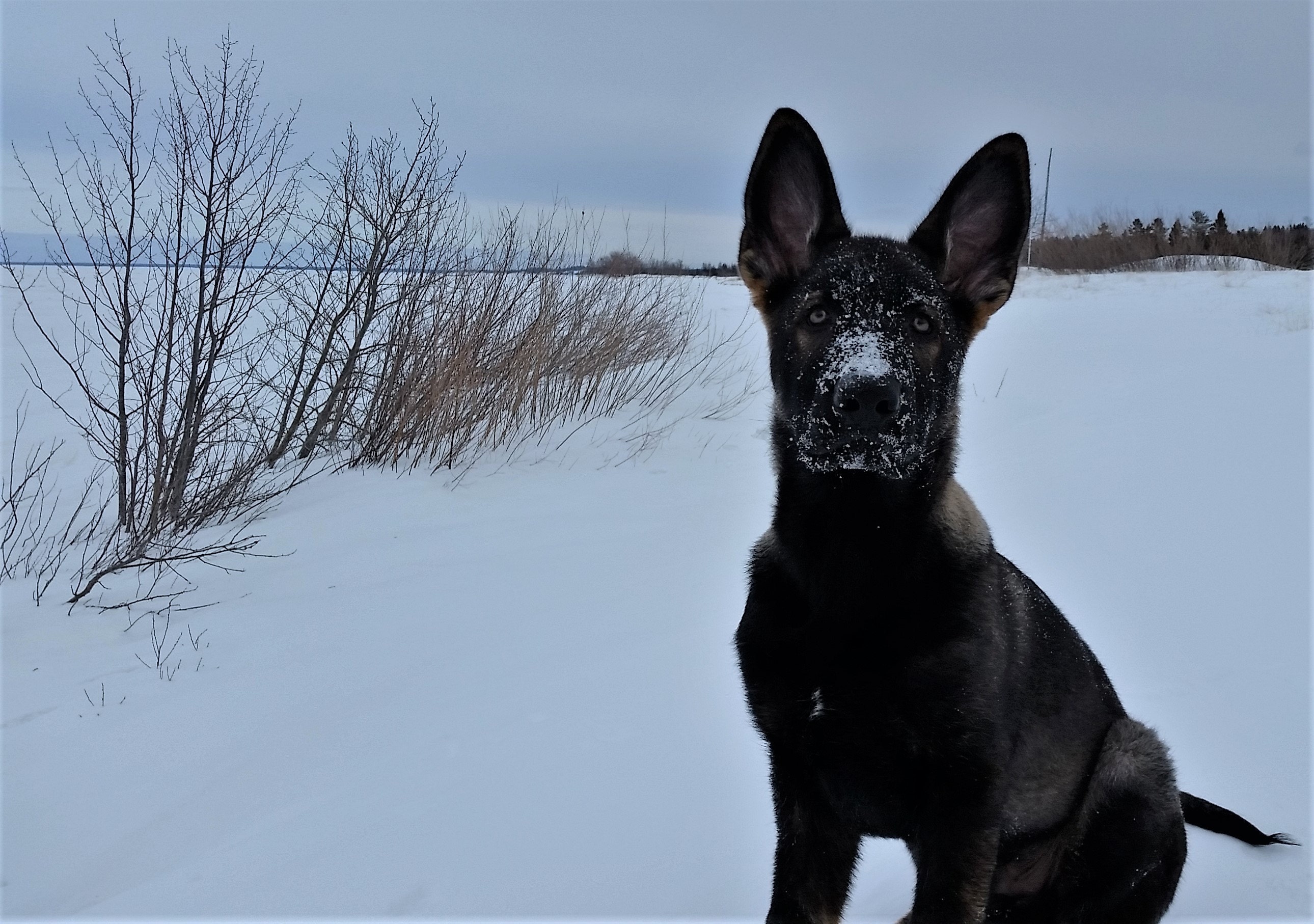 czechoslovakian german shepard wolfgram