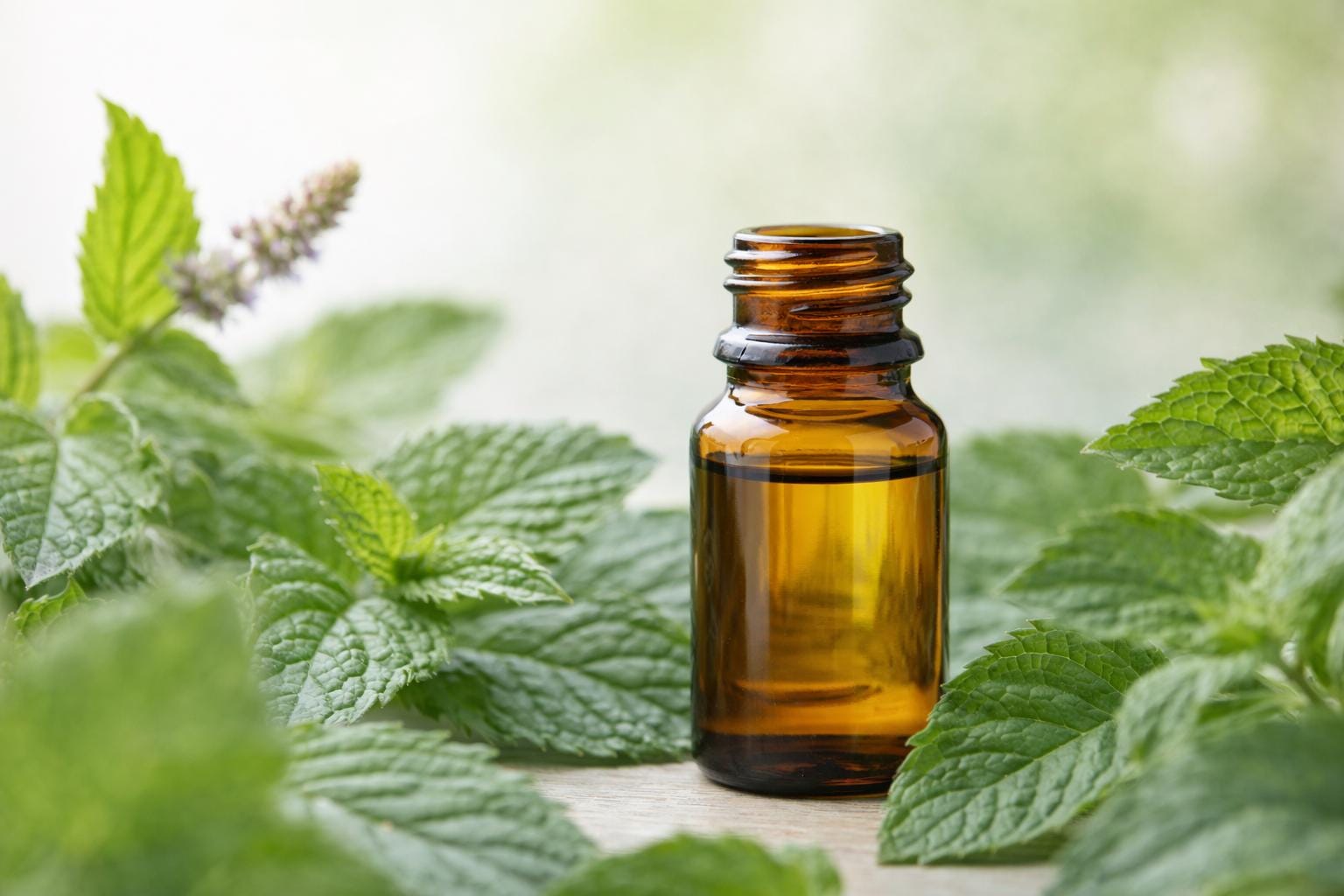 Wirkung und Anwendung der Pfefferminze