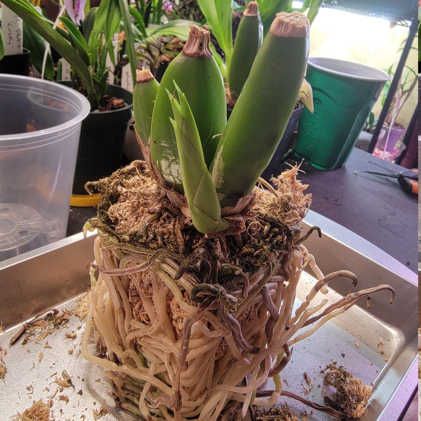 New growth