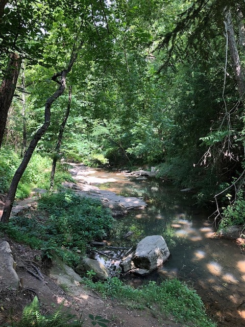 Another view at The Botanical Gardens of Asheville