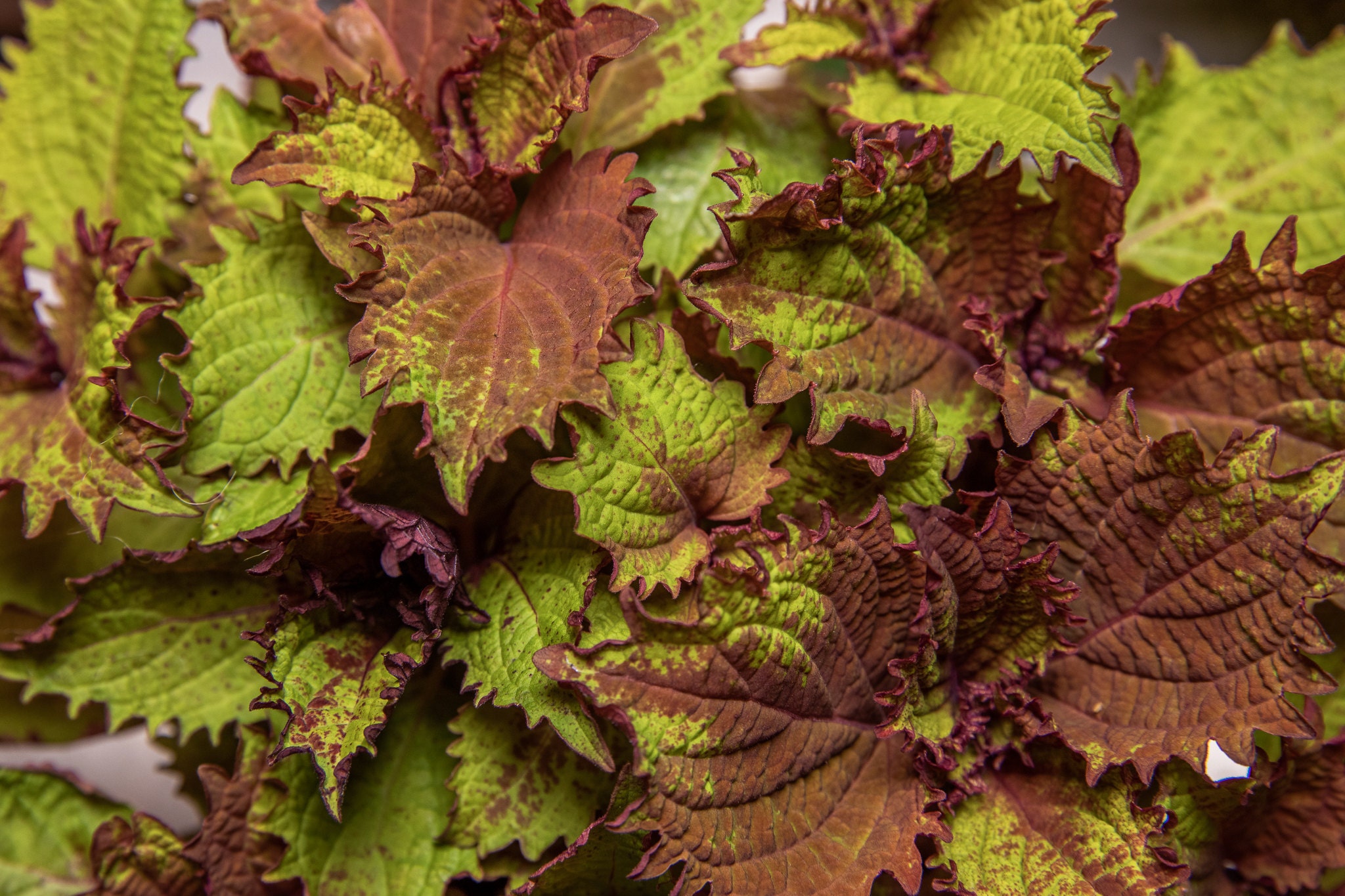 Coleus Henna