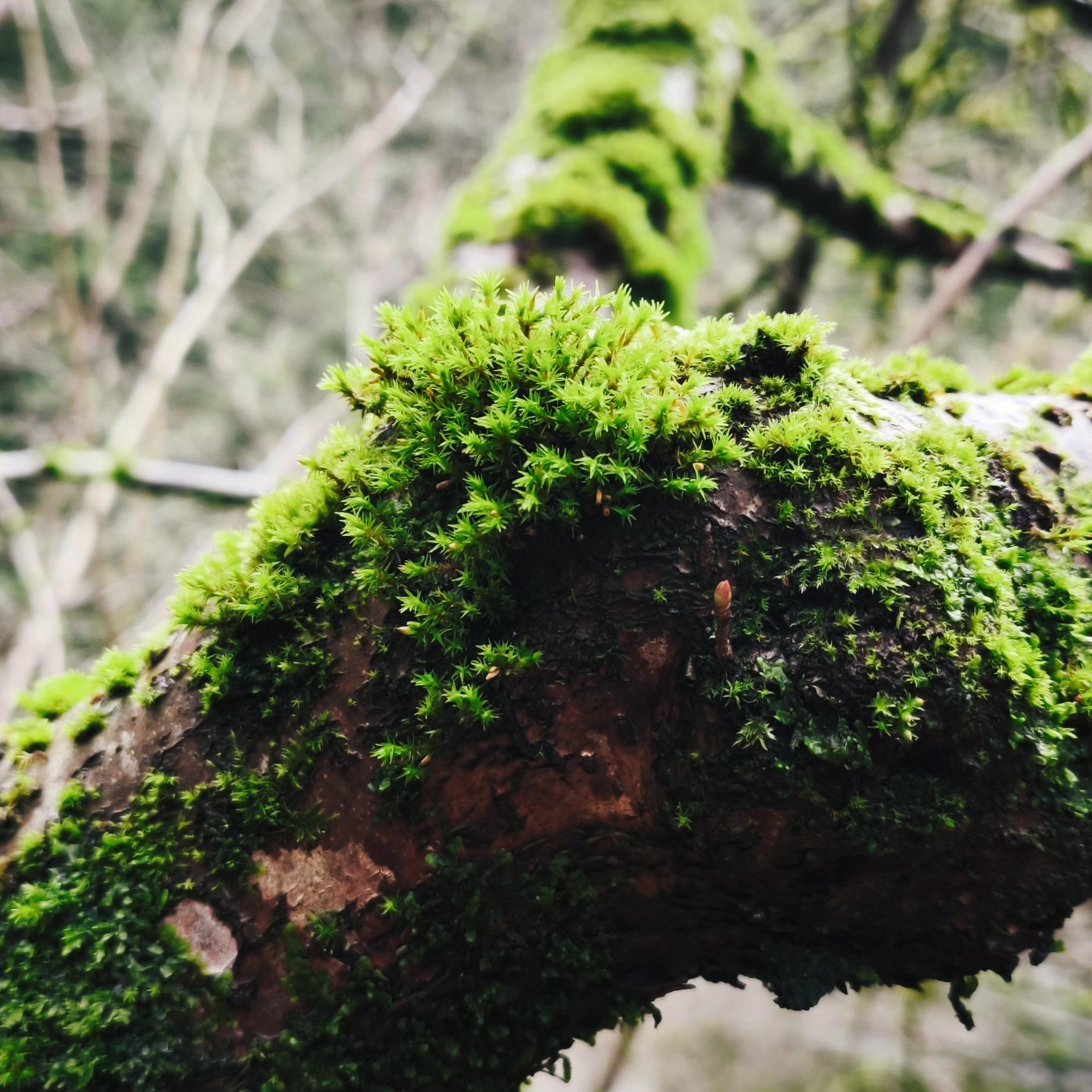 old tree with fresh green moss
