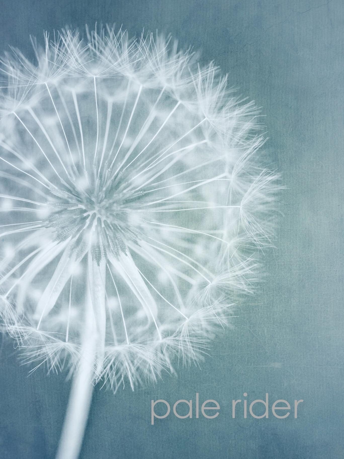 Blue and white dandelion wall art and limited edition prints uk