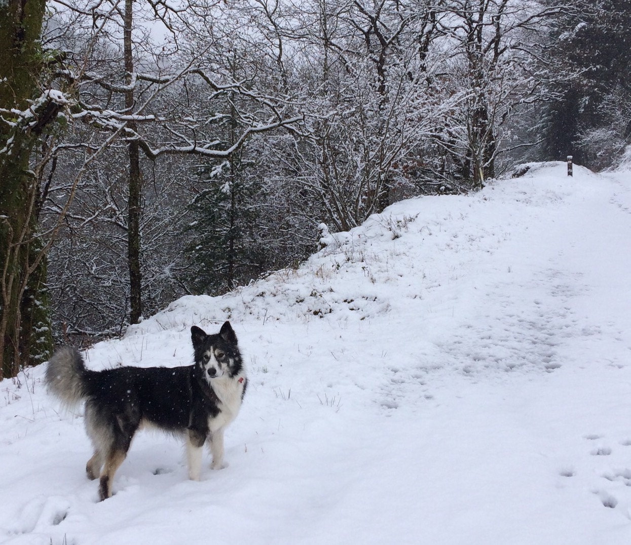 Shap - Alaskan malamute x collie - in the snow