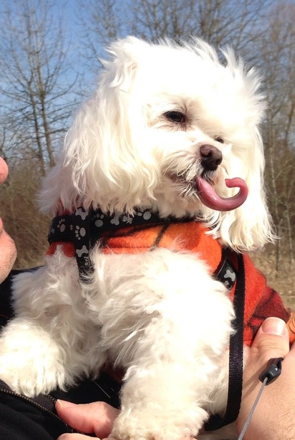 sticking out tongue