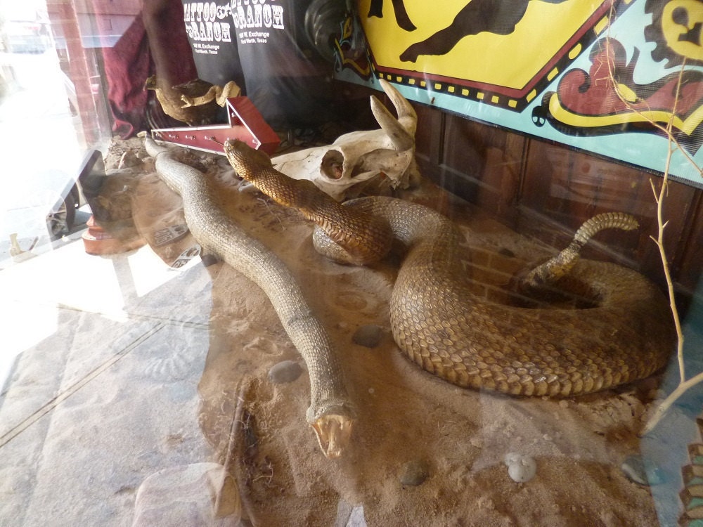 Vitrine dun tatoueur avec son crotal empaillé