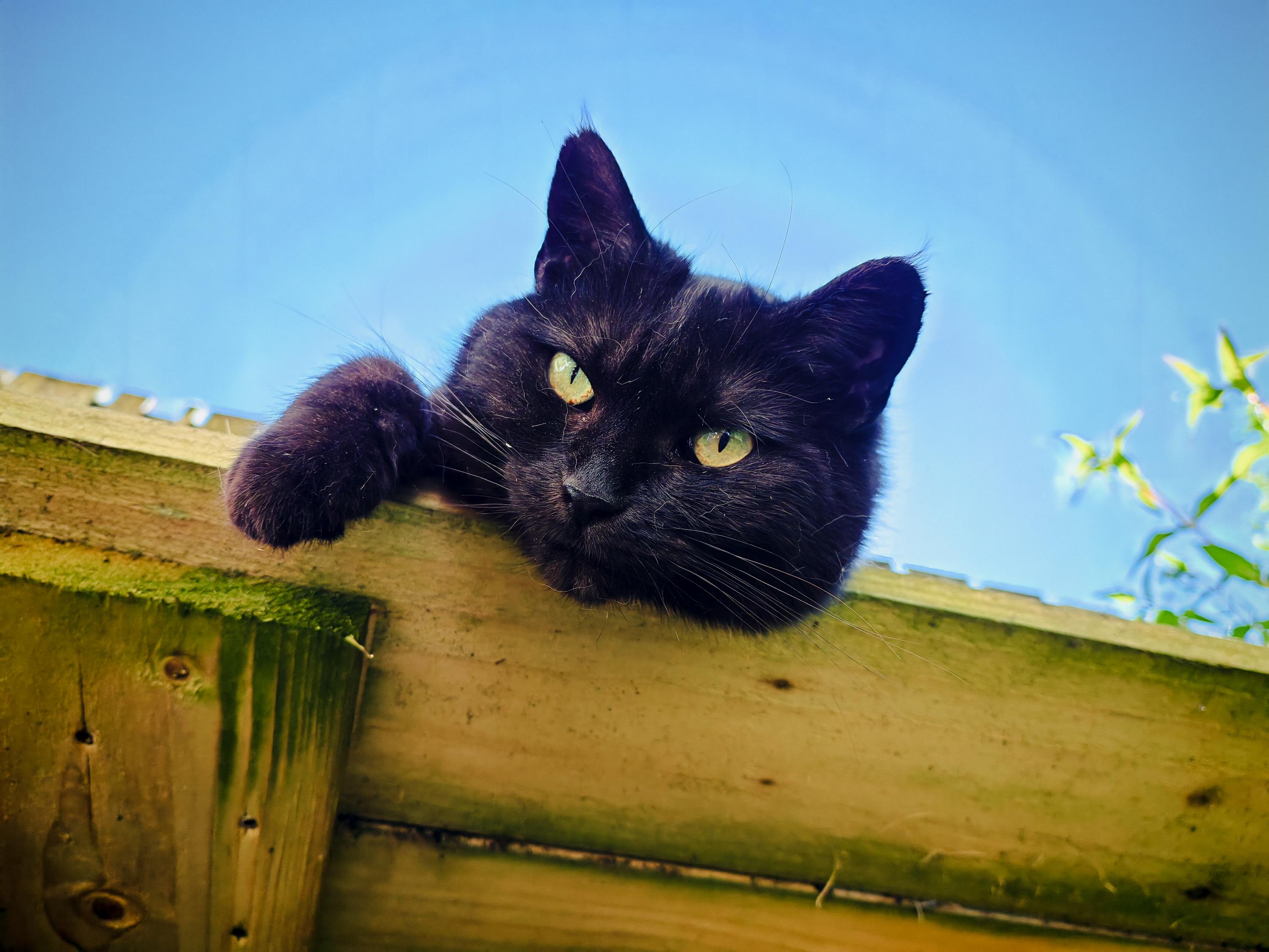 A black cat shot from below as it lies on an old wooden table, one paw hanging off the edge as she looks down at the camera with yellow eyes. The sky behind her is bright blue.