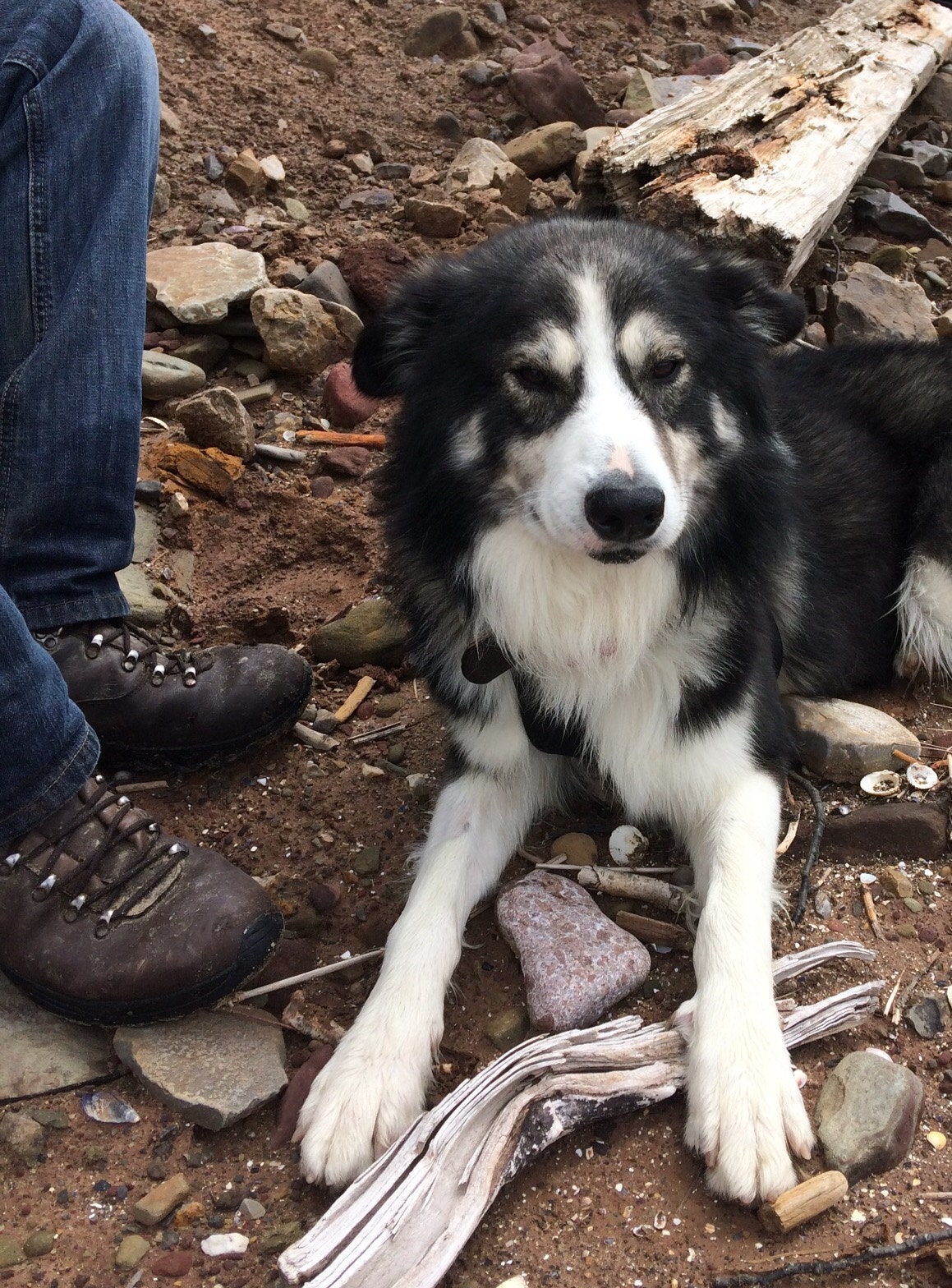 Shap - Alaskan malamute x collie - Always at Daddys feet