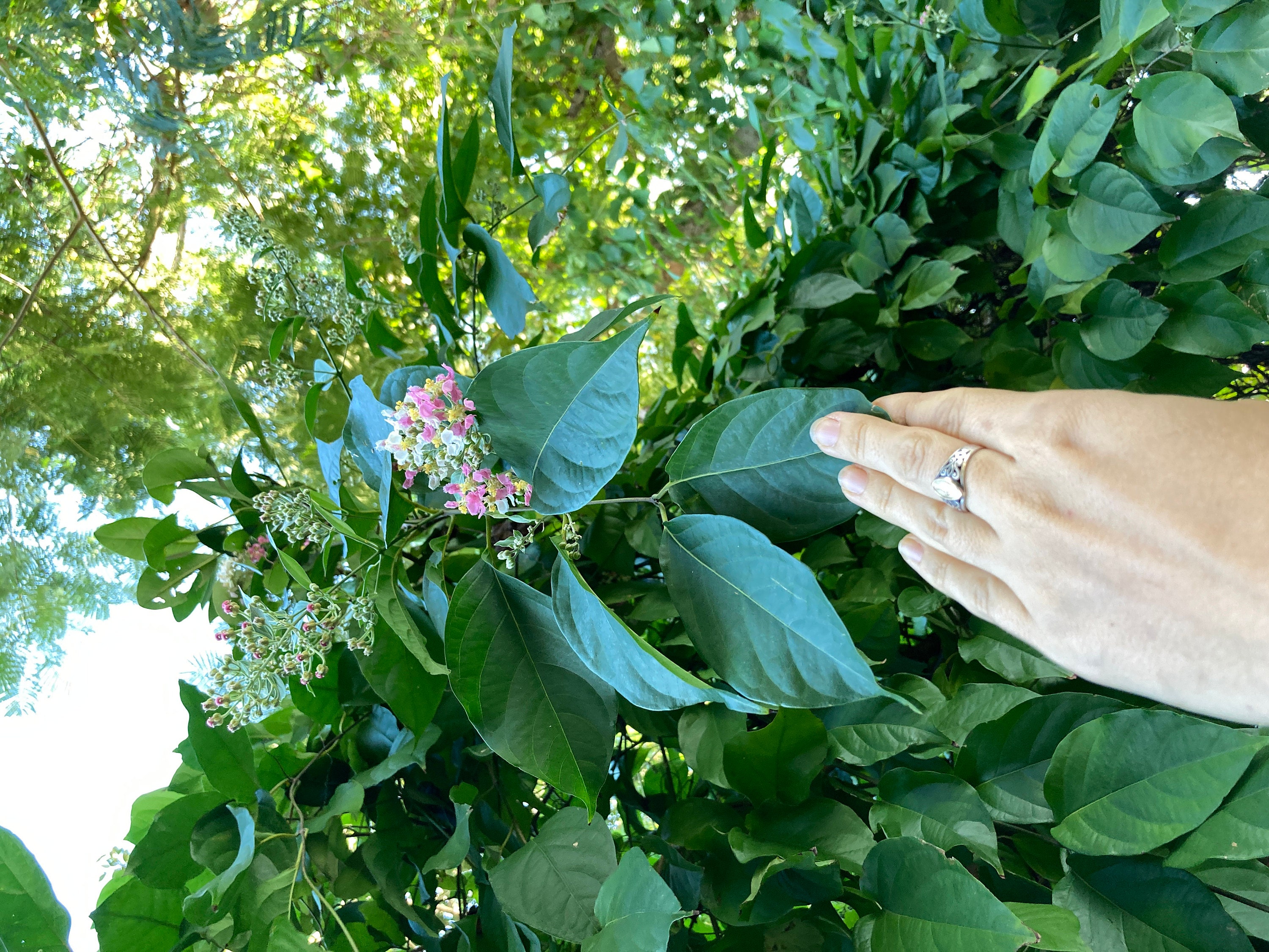 reaching up and touching the vine