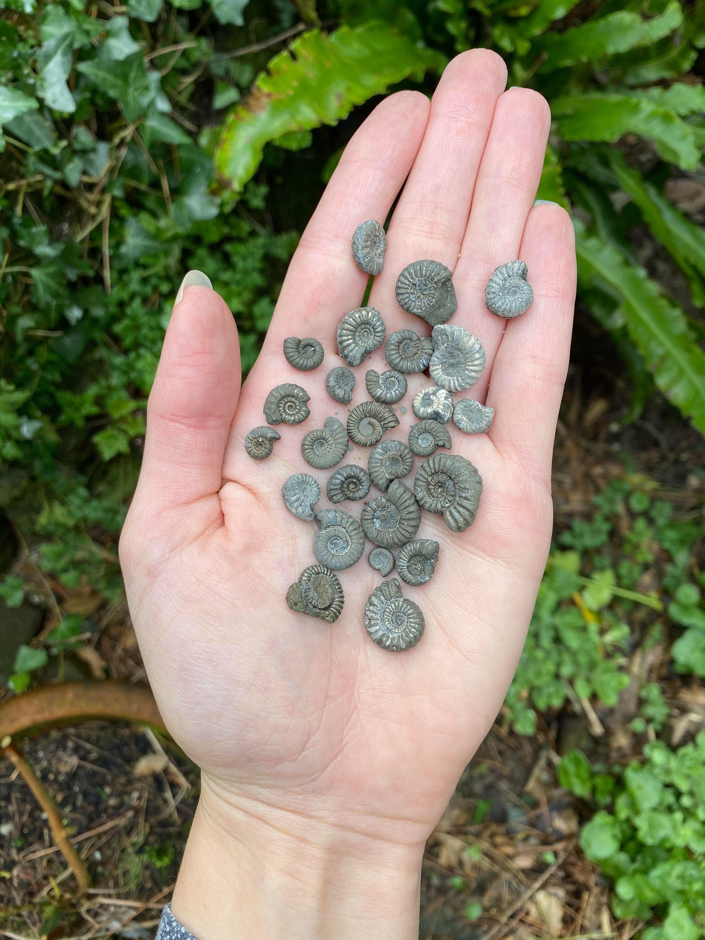 Ammonite Fossils