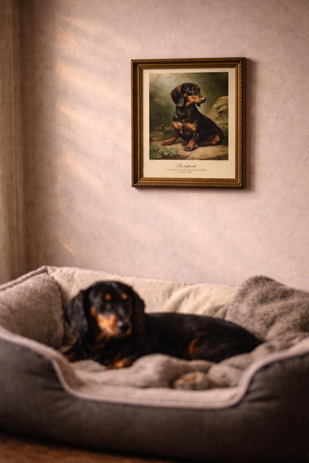 A Daschund lying in bed