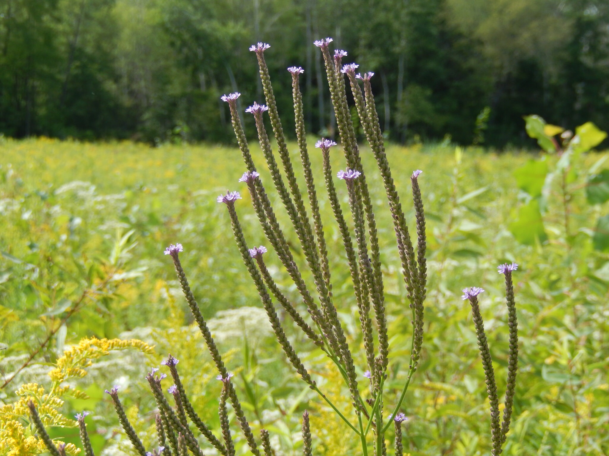 Vervain