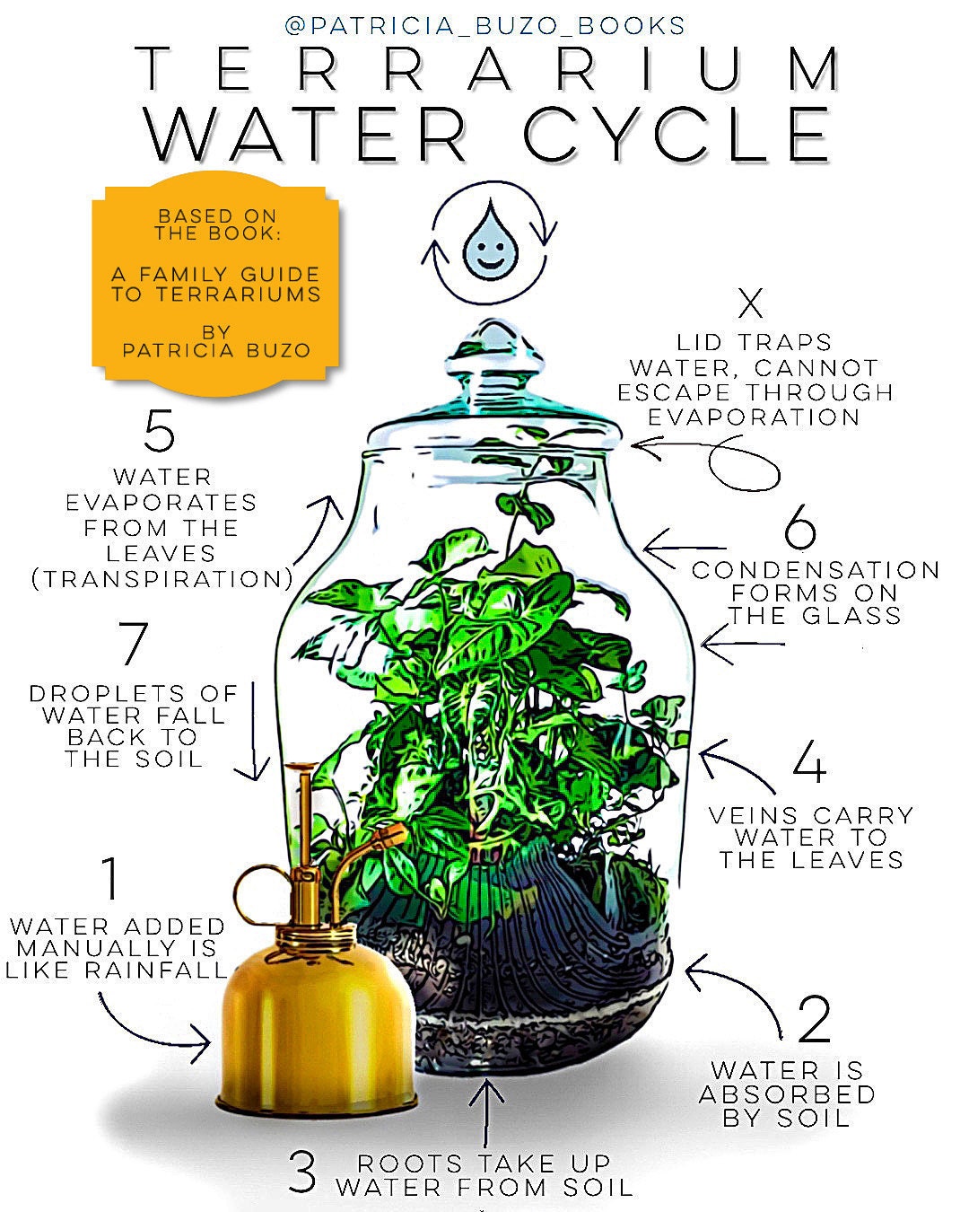 Terrarium Science: The Water Cycle