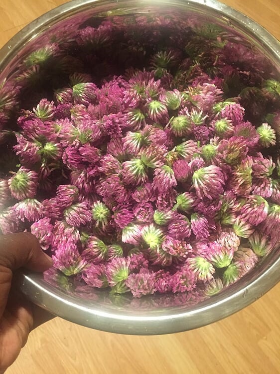 trifolium pratense