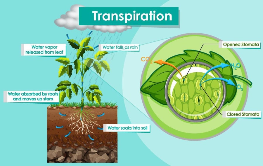 The water cycle