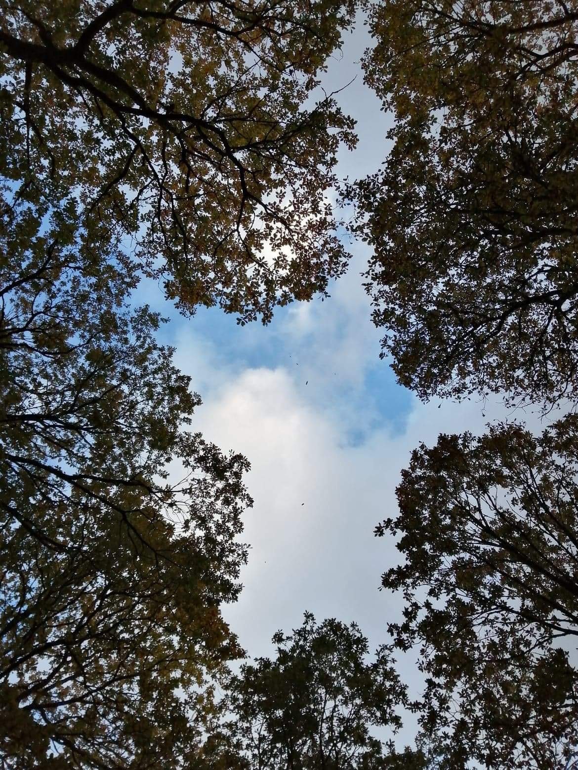 The sky through the trees, Abergorlech, Brechfa Forest